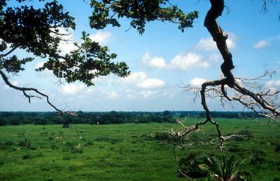 NE de la Reserva Natural El Garcero desde la copa del árbol emblemático homónimo (Licania arborea Seem[1] ), caído poco después en un vendaval. Foto Luis Francisco Moreno Beltrán, 04.1991