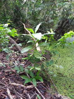 Dioicodendron dioicum (K.Schum. & K.Krause) Steyerm. Rubiaceae. Yema de huevo. Foto: Marcelino Castro 02.10.22