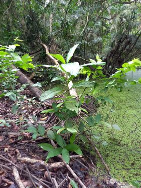 Dioicodendron dioicum (K.Schum. & K.Krause) Steyerm. Rubiaceae. Yema de huevo. Foto: Marcelino Castro 02.10.22