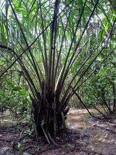 Elaeis oleifera (H. B. K.) Cort. Arecaceae. Palma de corozo JGR 4752, 4793. Foto: Marcelino Castro 02.10.22