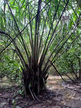 Elaeis oleifera (H. B. K.) Cort. Arecaceae. Palma de corozo JGR 4752, 4793. Foto: Marcelino Castro 02.10.22