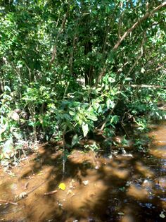 Pithecellobium lanceolatum (H. & B.) Benth. Mimosaceae. Pintacanillo R 1720 Foto: Marcelino Castro 02.10.22