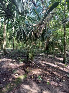 Sabal mauritiiformis (Karsten) Griseb et H. A. Wendl. Arecaceae. Palma amarga Foto: Marcelino Castro 27.09.22