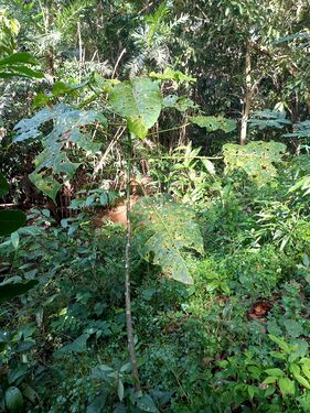 Hura crepitans Linnaeus Euphorbiaceae. Ceiba amarilla Foto: Marcelino Castro 27.09.22