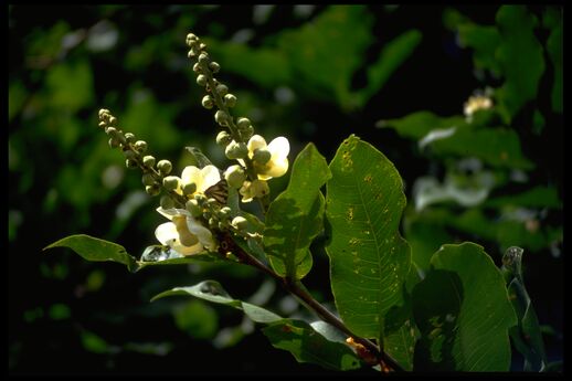 Lecythis minor (coquillo u ollita de mono), flor. Foto: G. Janssen, 19.6.94