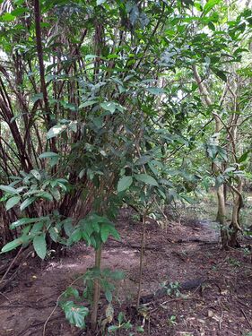 Cydista aeqinoctialis (L.) Miers Bignoniaceae, determinado por JGR. Bejuco malibú Foto: Marcelino Castro 27.09.22