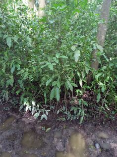Melicocca bijuga Jacq. Sapindaceae. Mamón Foto: Marcelino Castro 27.09.22