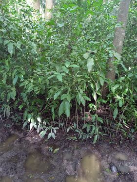 Melicocca bijuga Jacq. Sapindaceae. Mamón Foto: Marcelino Castro 27.09.22