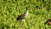 Jacana jacana (gallito de ciénaga) entre Pistia stratiotes (oreja'e mula)
