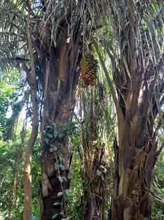 Scheelea butyracea (Mutis ex L.f) Kars.ex H. A. Arecaceae. Palma de vino Foto: Marcelino Castro 27.09.22