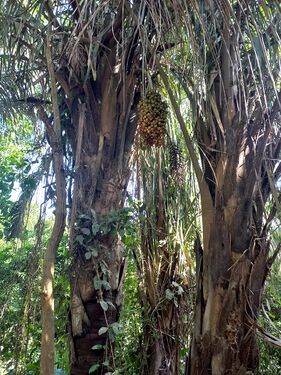 Scheelea butyracea (Mutis ex L.f) Kars.ex H. A. Arecaceae. Palma de vino Foto: Marcelino Castro 27.09.22