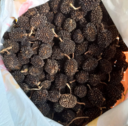 Frutos de guácimo (cápsulas), Guazuma ulmifolia Lam., Malvaceae; recolecatadas del suelo del bosque de la RNG por Marcelino Castro, enero 2022. Foto Nelly Vásquez 24.01.22