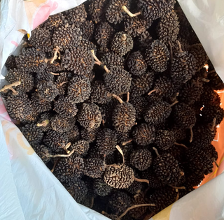 Frutos de guácimo (cápsulas), Guazuma ulmifolia Lam., Malvaceae; recolecatadas del suelo del bosque de la RNG por Marcelino Castro, enero 2022. Foto Nelly Vásquez 24.01.22