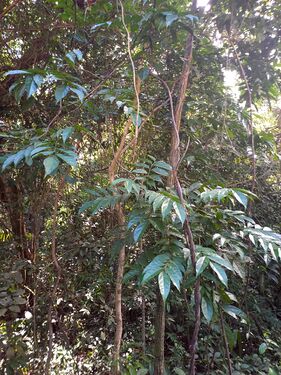 Guarea guidonia (L.) Sleumer Meliaceae. Trompillo, Foto: Marcelino Castro 02.10.22