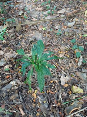 Regeneración natural en bosques de la RNG, plántulas de solera Cordia alliodora (Ruiz & pavon) oken Boraginaceae. Foto: Nelly Vásquez 01.02.22