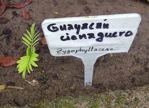 Primeras semillas de guayacán cienaguero gerrminando. (M. Díaz, 25.02.2025)