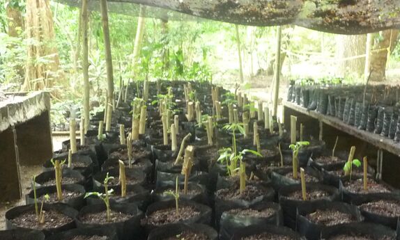 Foto 1: Estacas de emelina (Gmelina arborea)[1] , al fondo, más gruesas y de aceituno (Vitex cimosa), al frente, delgadas. Sembradas en octubre, 2024. Foto: Miguel Ángel Díaz Rubiano, 21.11.24.