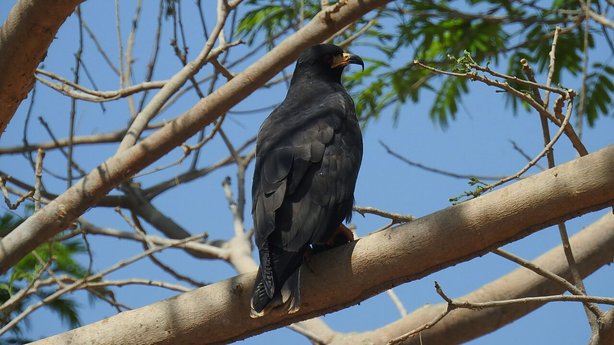 Rostrhamus sociabilis (gavilán ajicero o caracolero) Foto Julio Delgado 17.02.18