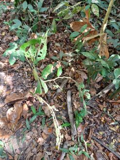 Regeneración natural en bosques de la RNG, plántulas de guácimo Guazuma ulmifolia Lam Malvaceae. Foto: Nelly Vásquez 01.02.22