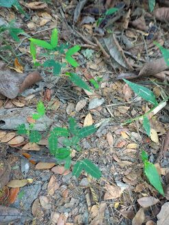 Regeneración natural en bosques de la RNG, plántulas de guacamayo Albizzia caribaea (Urban) Britt and Rose, Fabaceae: Mimosaceae. Foto: Nelly Vásquez 01.02.22