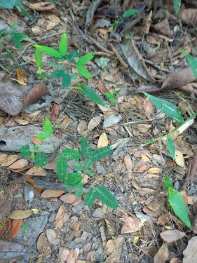 Regeneración natural en bosques de la RNG, plántulas de guacamayo Albizzia caribaea (Urban) Britt and Rose, Fabaceae: Mimosaceae. Foto: Nelly Vásquez 01.02.22