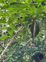 Foto 16. Frutos del arbusto malibú. (M. Díaz, 20.10.2025)