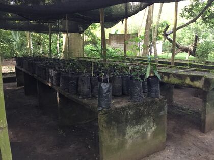 Arbolitos en bolsas, crecen en eras altas bajo sombra. Foto: M. Díaz, 26.08.2025