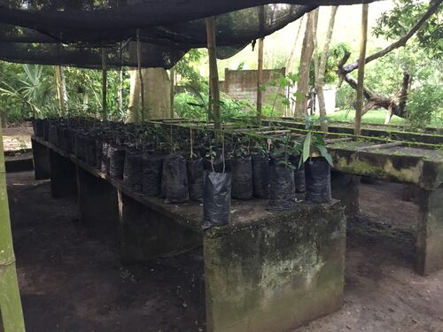 Foto 4. Arbolitos en bolsas, eras altas de sombra. (M. Díaz, 26.08.2025)