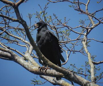Buteogallus urubitinga (gavilán cangrejero)