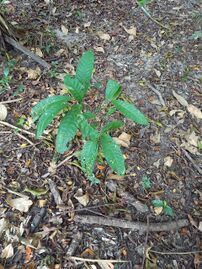 Regeneración natural en bosques de la RNG, plántulas de coquillo Lecythis minor Jacquin, Lecythidaceae. Foto: Nelly Vásquez 01.02.22