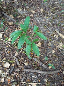 Regeneración natural en bosques de la RNG, plántulas de coquillo Lecythis minor Jacquin, Lecythidaceae. Foto: Nelly Vásquez 01.02.22