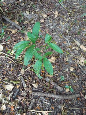 Regeneración natural en bosques de la RNG, plántulas de coquillo Lecythis minor Jacquin, Lecythidaceae. Foto: Nelly Vásquez 01.02.22