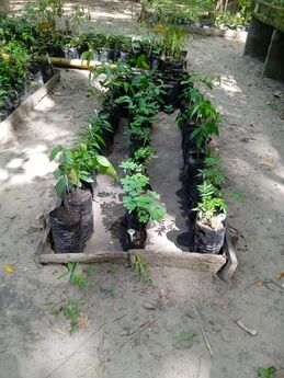 Arbolitos donados a Vivir Mompox, para siembra urbana en Mompox. (R. Liñan, 05.07.2025)