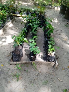 Foto 8. Arbolitos donados a Vivir Mompox, para siembra urbana en Mompox. (R. Liñan, 05.07.2025)