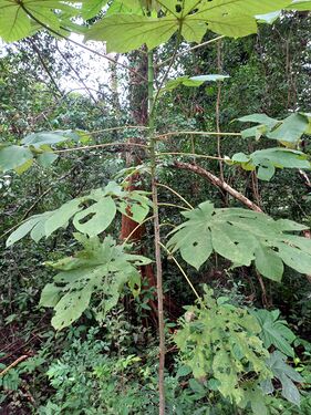 Cecropia Loefl. sp Cecropiaceae. Guarumo. Foto: Marcelino Castro 02.10.22