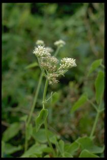 Mikania conguesta