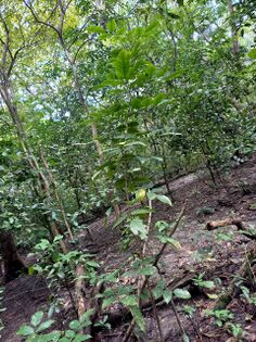 Platymiscium dimorphandrum Donn. Sm. Fabaceae. Trebol Foto: Marcelino Castro 02.10.22
