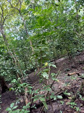Platymiscium dimorphandrum Donn. Sm. Fabaceae. Trebol Foto: Marcelino Castro 02.10.22