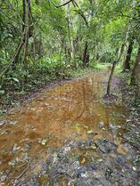 Foto 25. Sendero anegado por aguas lluvias. (M. Díaz, 10.10.2025)