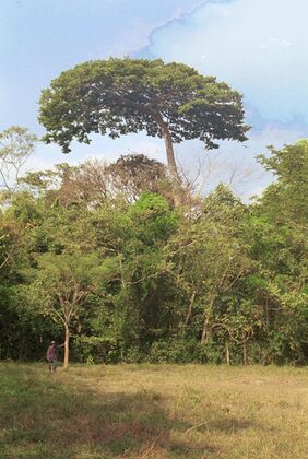 Licania arborea, garcero cerca del lindero E de la reserva, derribado por vendabal en 02.22. Es el "garcero del día de la Madre", así escogido por Rocío Pacheco† en 2002 Foto: Miguel Ángel Díaz Rubiano 19.04.02.