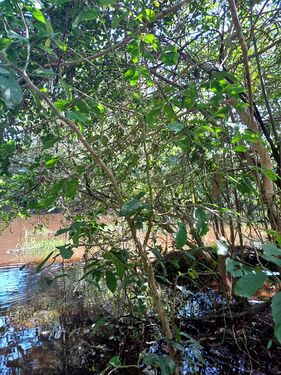 Virola sebifera Aubl. Myristicaceae. Fruta dorá Foto: Marcelino Castro 02.10.22