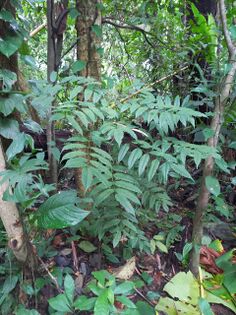 Astronium graveolens Jacq. Anacardiaceae. Gusanero. Foto: Marcelino Castro 02.10.22