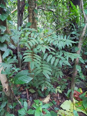 Astronium graveolens Jacq. Anacardiaceae. Gusanero. Foto: Marcelino Castro 02.10.22