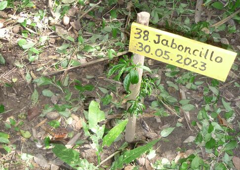 Foto 2: Estaca de aceituno, soporte del letrero, presenta rebrotes de hojas nuevas. Foto: Miguel Ángel Díaz Rubiano, 25.07.24.