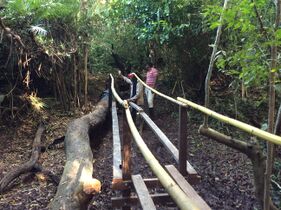 Foto 3. Construcción de puente sobre el caño Raizal, entre senderos. Soportes de madera y de guadua sujetos con tornillos y alambre respectivamente. Foto: M. Díaz, 5.09.2025